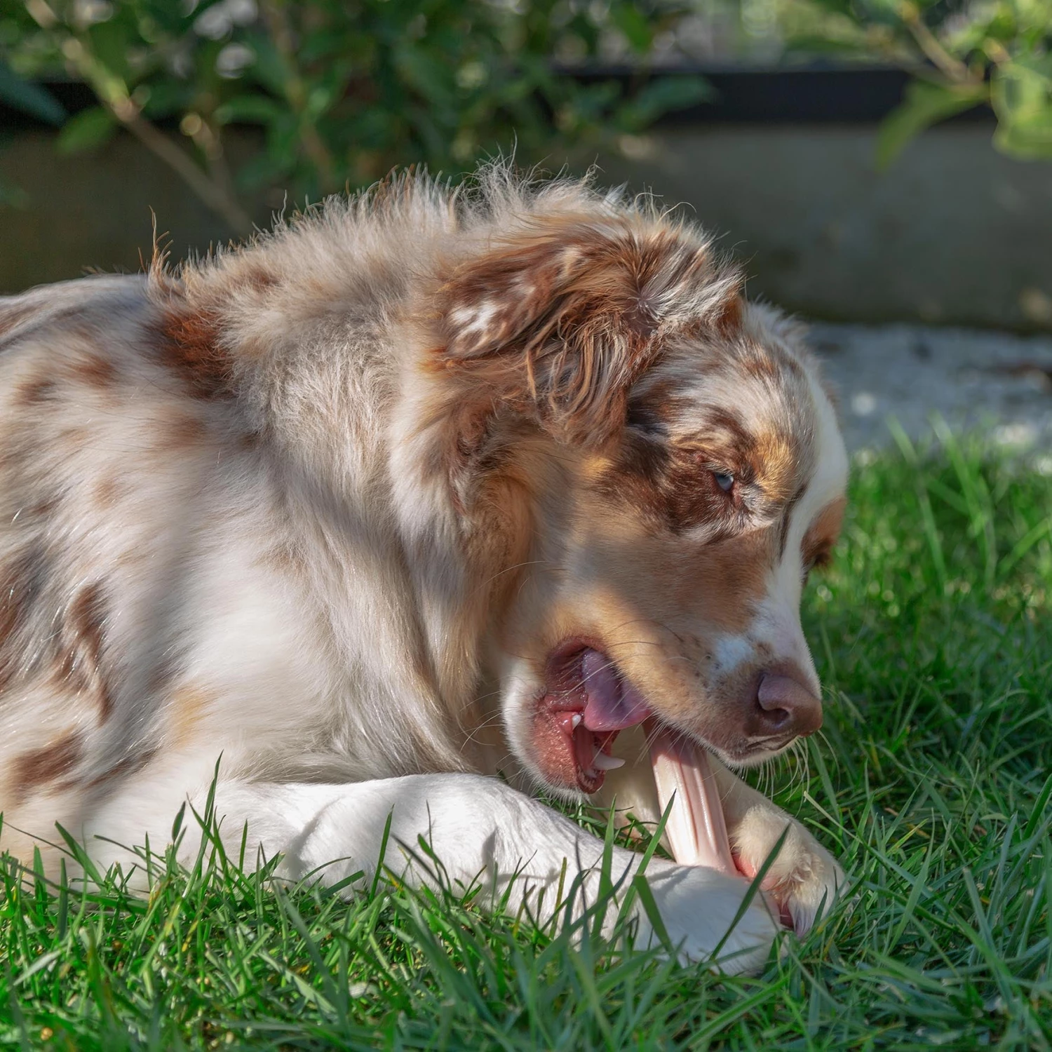 Ferplast GOODBITE NATURAL BEEF BONE