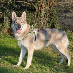 Ferplast Alle Anzeigen SPORT DOG P