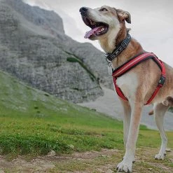 Ferplast DAYTONA P CROSS Alle Anzeigen