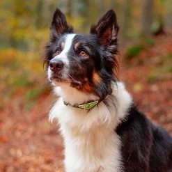 Ferplast Alle Anzeigen ERGOFLUO C