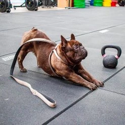 Ferplast CRICKET P Alle Anzeigen