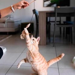 Ferplast Spielzeug PA 4998 Alle Anzeigen