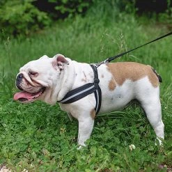 Ferplast AGILA REFLEX 1-4