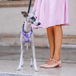 Ferplast Alle Anzeigen NIKITA P FASHION