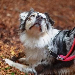 Ferplast Alle Anzeigen ERGOFLUO GA