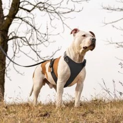 Ferplast Alle Anzeigen GIOTTO LUXOR BLACK P