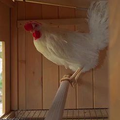 Ferplast HEN HOUSE 30