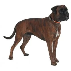 Ferplast SOLAR NIGHT C Alle Anzeigen